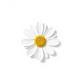white flower icon